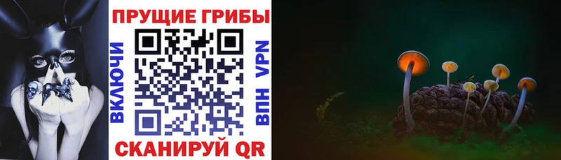 Псилоцибиновые грибы GOLDEN TEACHER купить наркоту Воронеж